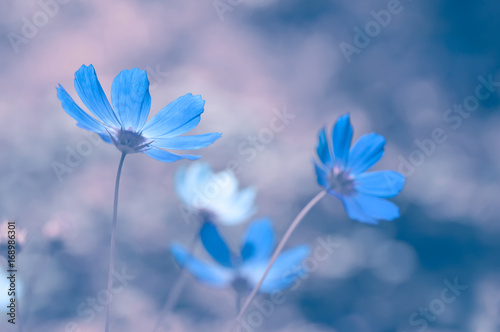 Fototapeta Naklejka Na Ścianę i Meble -  Blue flowers with delicate toning on a beautiful background. Soft selective focus.