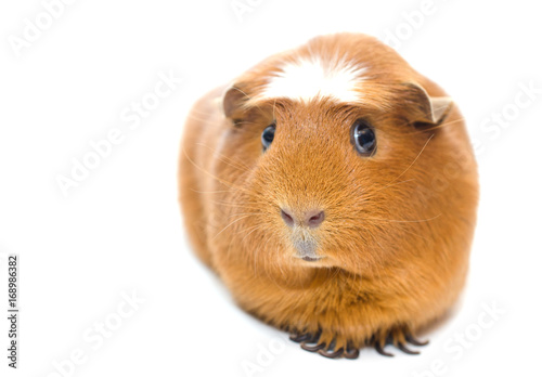 Cute funny guinea pig isolated on white (shallow DOF, selective focus on the guinea pig nose), with copy space on the left