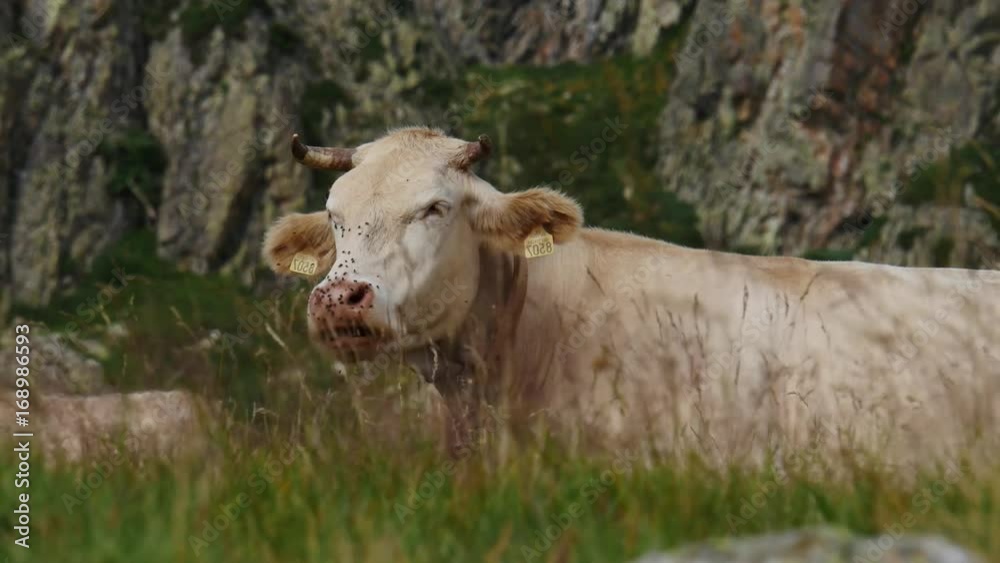 White cows grazing in the alpine pastures White cows grazing in the alpine pastures