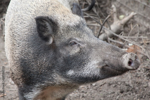 Mammal, wild boar, dark fur, small fangs, farm, aviary, wild animals, nature, branches, wildlife, fauna, zoo, predator, forest, pig, black pig, snout, piglet, ears, small eyes,