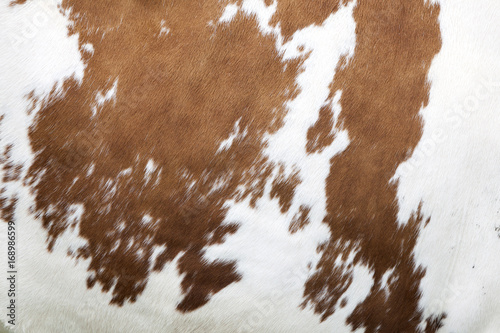 red and white pattern on cowhide photo
