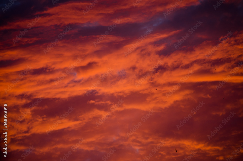 Dramatic sunset sky with bright orange and red clouds and with tiny blurred black silhouettes of birds flying in the sky (as an abstract background)