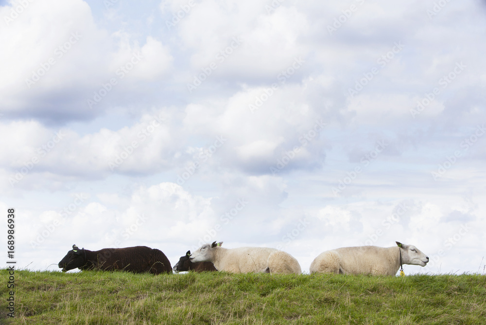 Fototapeta premium four sheep lie in grass under cloudy sky in holland