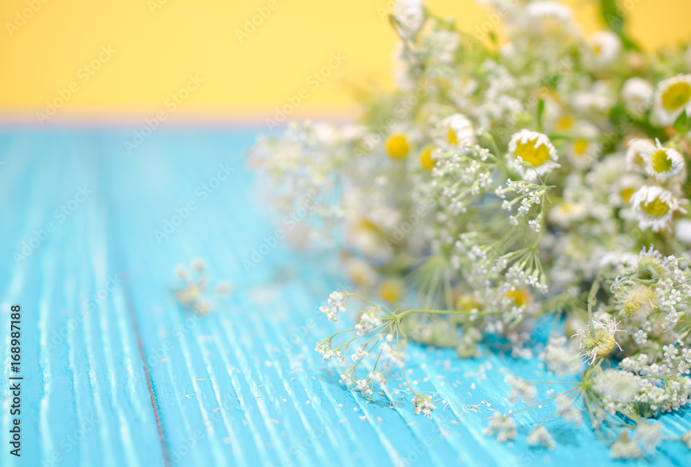 Pile of chamomile flowers (to be used as a herb or for herbal tea) to be dried on a bright turquoise wooden background, with copyspace on the left for your text Pile of chamomile flowers (to be used as a herb or for herbal tea) to be dried on a bright turquoise wooden background, with copyspace on the left for your text