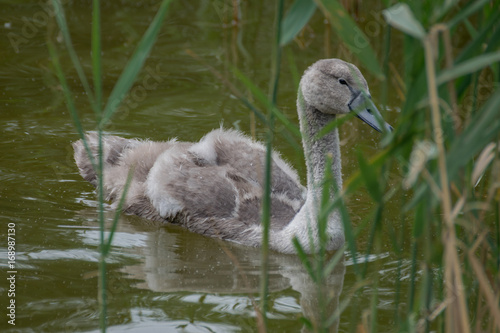 Fototapeta Naklejka Na Ścianę i Meble -  Baby swan cygnet swimming