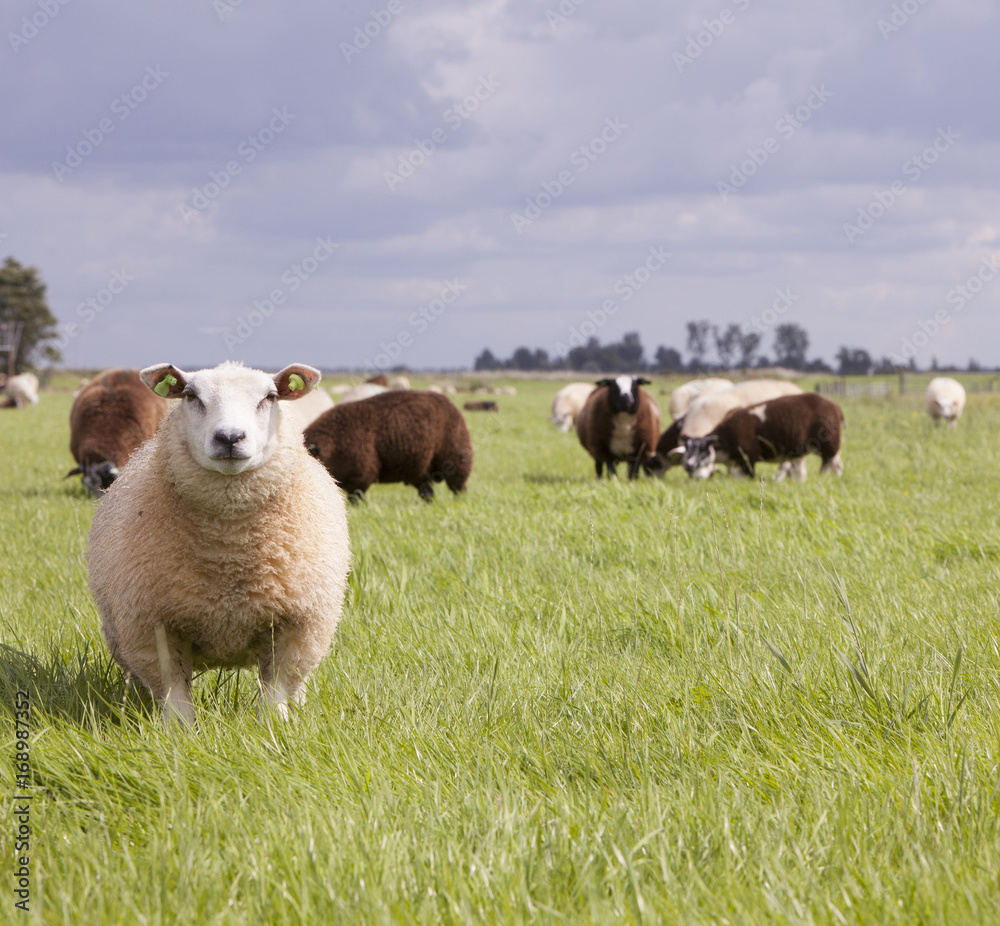 Naklejka premium sheep in grass under cloudy sky in holland