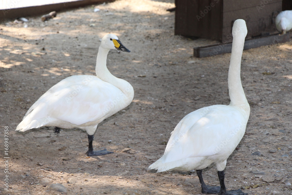 White swans, zoo, aviary, wild birds, animals, nature, fauna, geese, lake, pond, farm, pair of swans White swans, zoo, aviary, wild birds, animals, nature, fauna, geese, lake, pond, farm, pair of swans