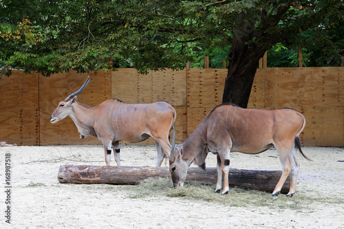 Eland - antilope