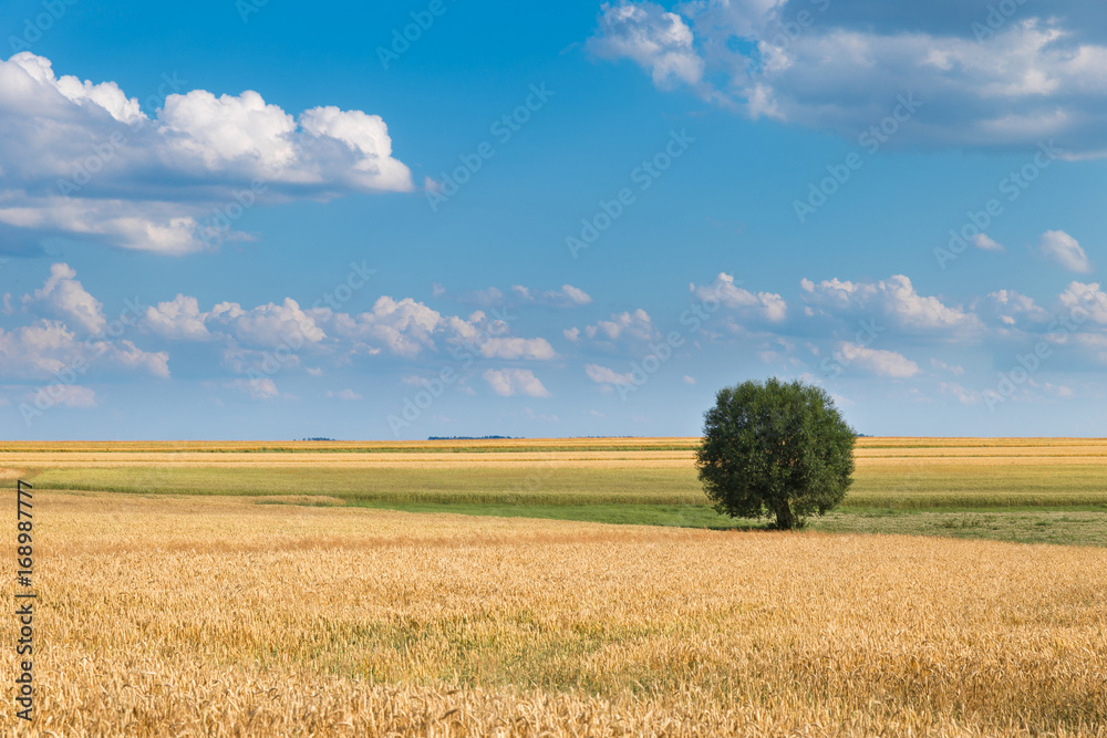 Lonely tree on the field in summer day Lonely tree on the field in summer day