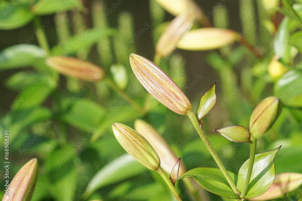 Fototapeta premium Lilly flower abstract background
