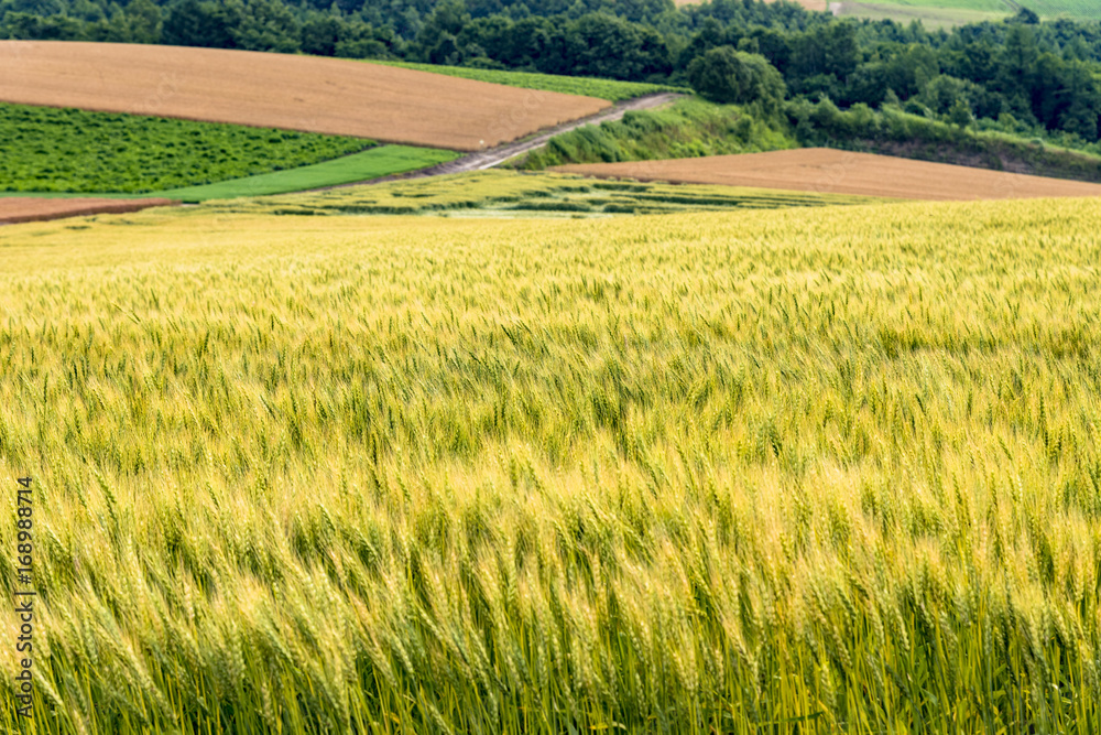 Obraz premium 丘の町美瑛の田園風景