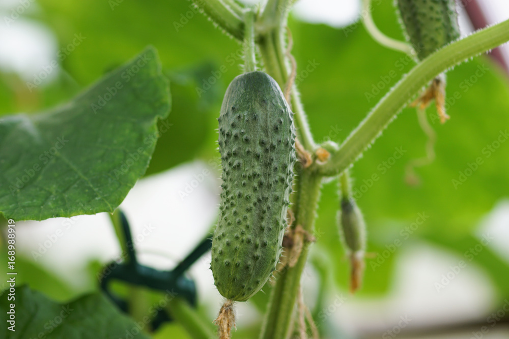 growing cucumbers in the garden growing cucumbers in the garden