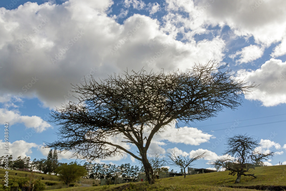 Obraz premium Leafless Tree Dark Silhouette on Dry Winter Landscape