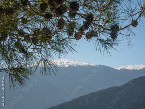 Trees on the mountain slopes in Arykanda photo