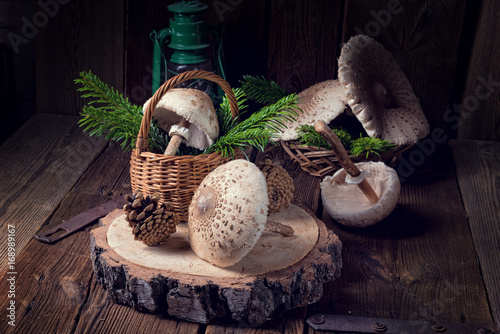 parasol mushroom (Macrolepiota procera or Lepiota procera) photo