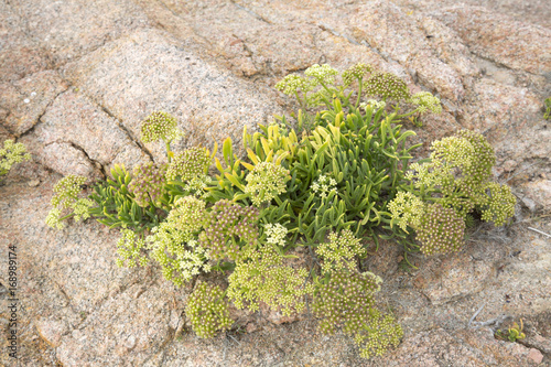 Plant and Rock at Forcados Point Beach photo