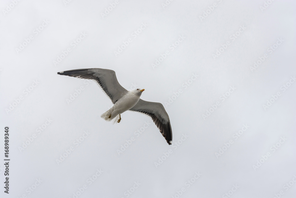 Flying gull on a background of white-grey sky.