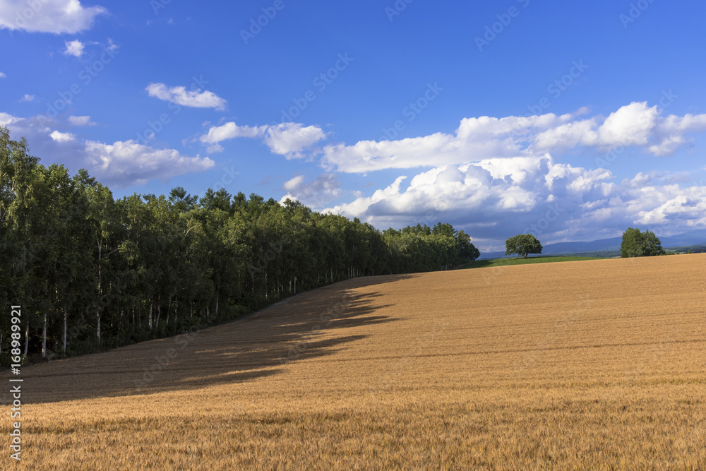 丘の町美瑛の麦畑
