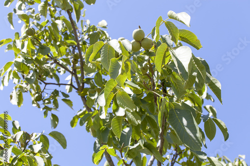France. Noix sur noyer, Sud-Ouest