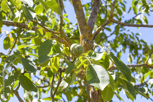 France. Noix sur noyer, Sud-Ouest