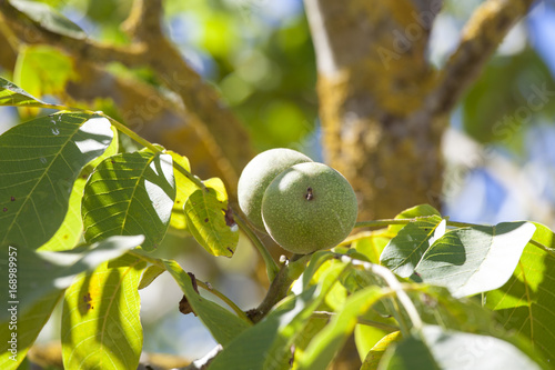 France. Noix sur noyer, Sud-Ouest