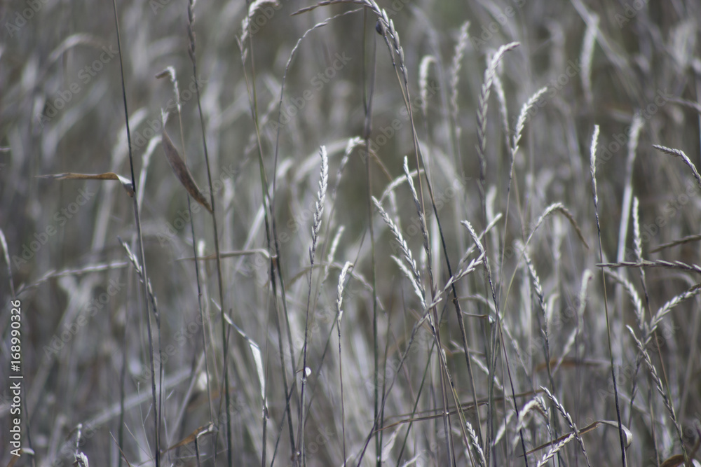 Fototapeta premium Silvery background of field grass