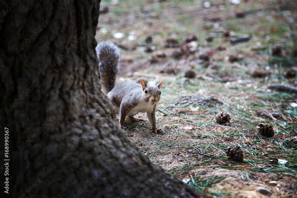 Obraz premium grey squirrel