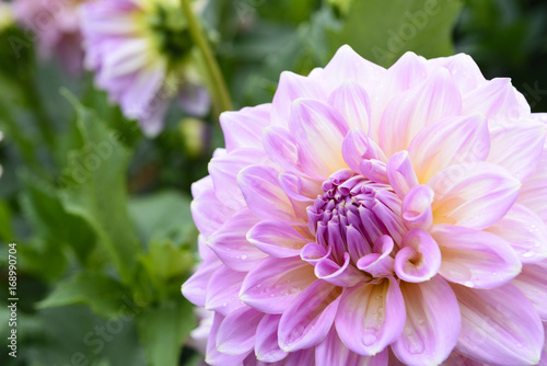 The pink dahlia flower in closeup scene.