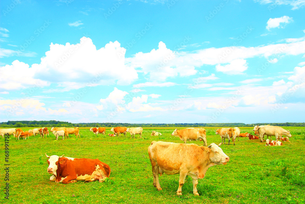 Fototapeta premium Cows on farm