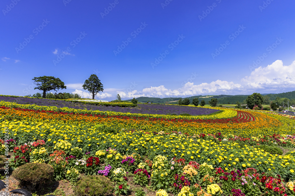 花人街道の花畑