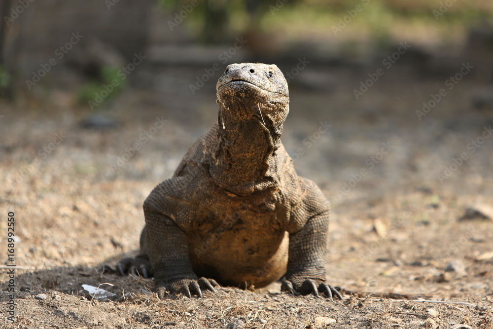 Gigantic komodo dragon in the beautiful nature habitat on a small island in Indonesian sea, Varanus komodoensis, very dangereous wild animals, prehistoric creatures on forgotten place on the earth. Gigantic komodo dragon in the beautiful nature habitat on a small island in Indonesian sea, Varanus komodoensis, very dangereous wild animals, prehistoric creatures on forgotten place on the earth.