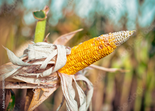 Corn in a corn field ready for harvest photo