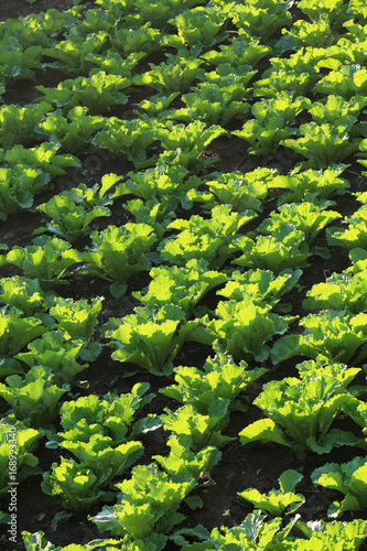 chinese cabbage in growth at field