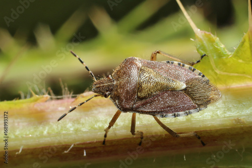 Bug. Eurygaster testudinaria. 