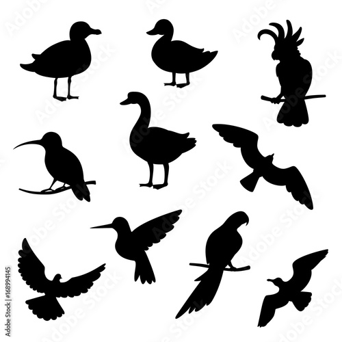 Vector set of silhouettes of birds.