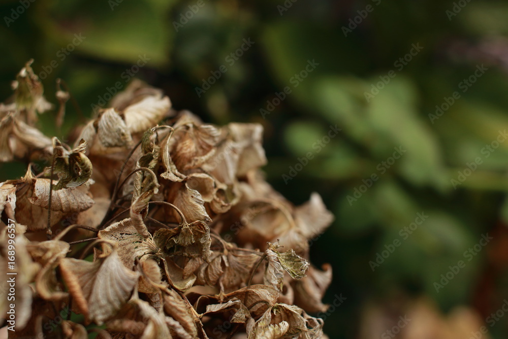 枯れた紫陽花 枯れた紫陽花