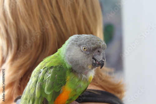 The Senegal parrot (Poicephalus senegalus) sits on the girl's shoulder. photo