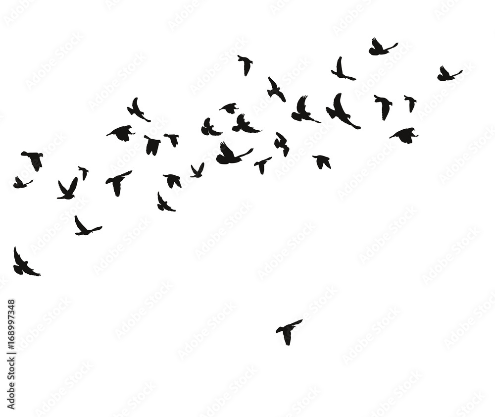 Naklejka sylwetka latających ptaków