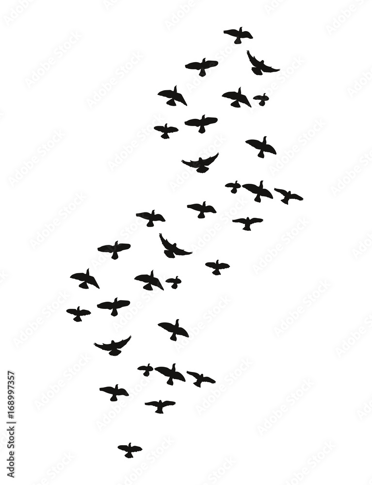 Fototapeta premium isolated silhouette of flying birds