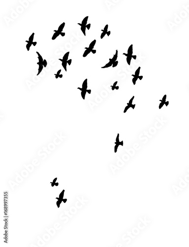 Vector  isolated silhouette of flying birds