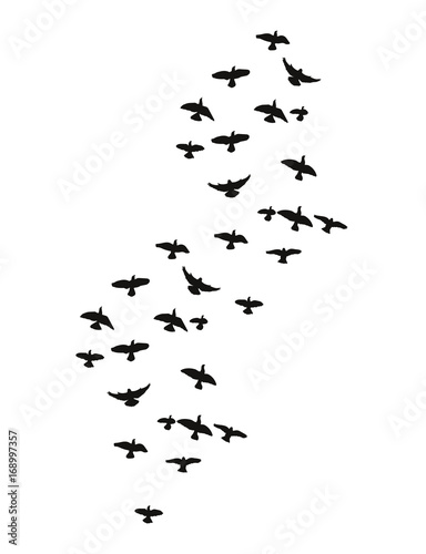 isolated silhouette of flying birds