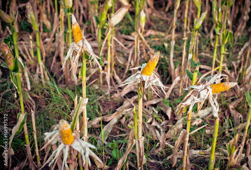 Corn in a corn field ready for harvest