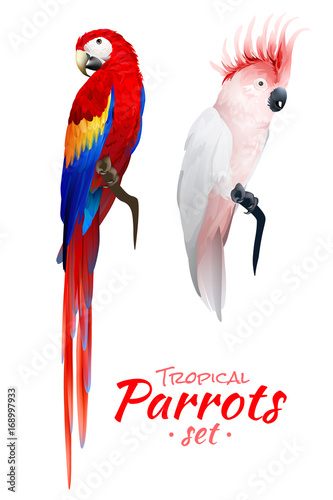 Tropical Parrots Realistic Set