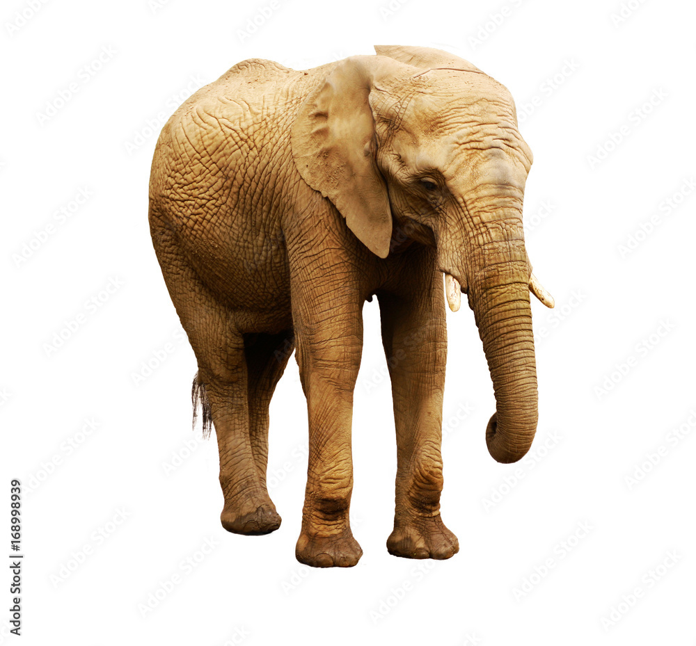 african elephant female