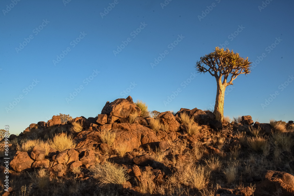 Quiver Tree - Aloidendron dichotomum Quiver Tree - Aloidendron dichotomum