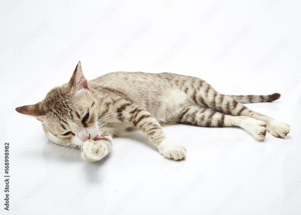 Bengal cat on a white Background Bengal cat on a white Background