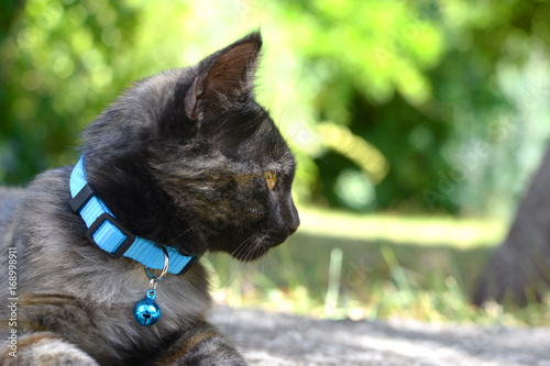 Ritratto di un gattino con il collare photo