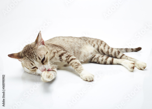 Bengal cat on a white Background