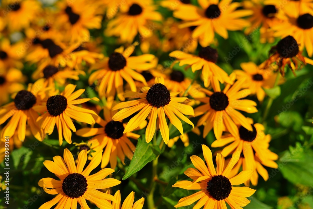 Yellow rudbeckia fulgida Black-eyed Susan flowers Yellow rudbeckia fulgida Black-eyed Susan flowers