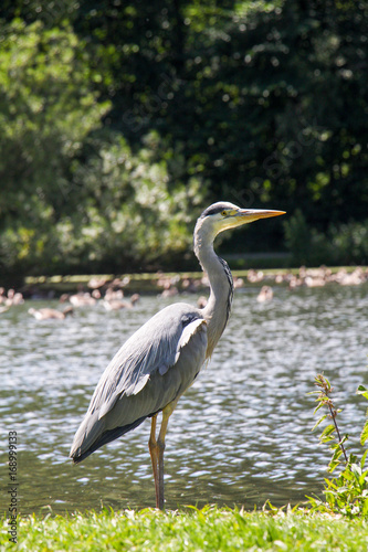 Grey Heron, Plants and a Lake